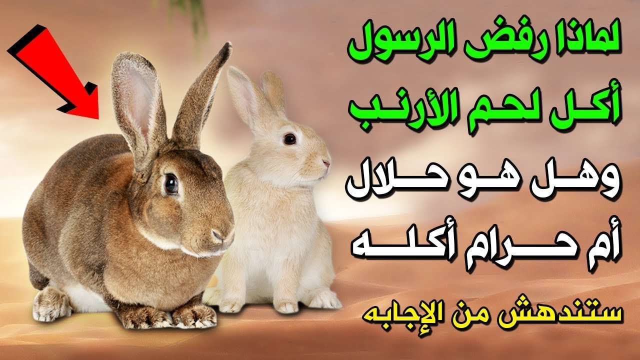 الاجابه هتصدمك صدمة العمر.. ماسبب عدم قبول النبي صلى الله عليه وسلم أكل لحم الأرنب وهو ليس حرام