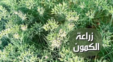 الكمون؛ تعرف على أهم 7 خطوات لإنباته في المنزل jpg